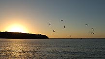 Gulls flying 